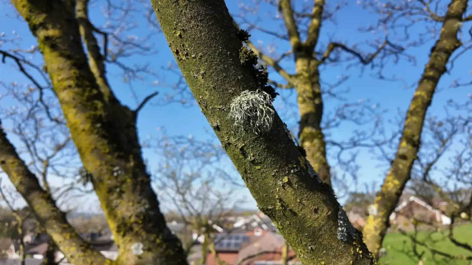 Gallery images - tree bark with lichen on wintery blue sky day