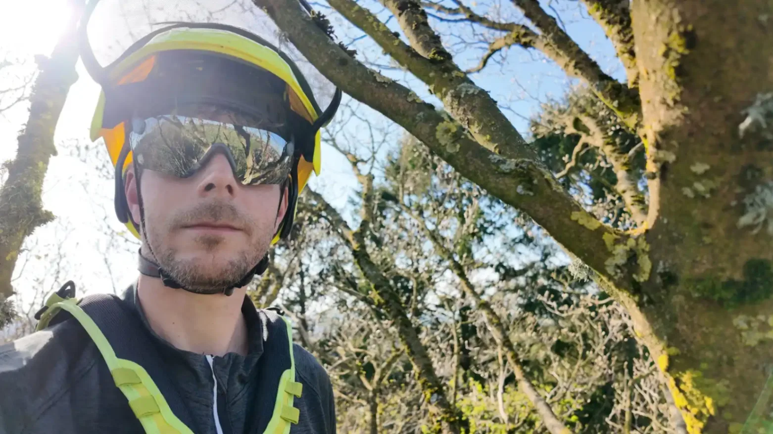 Marek of Hen Cloud Tree Care in a sycamore for pruning