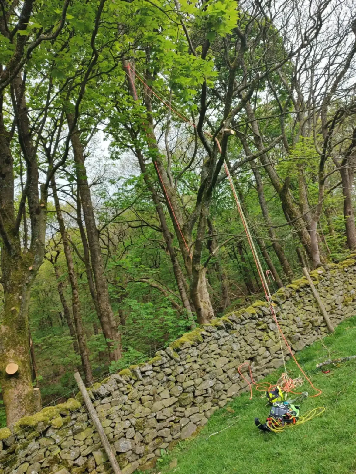 Reduction of trees reaching over a wall