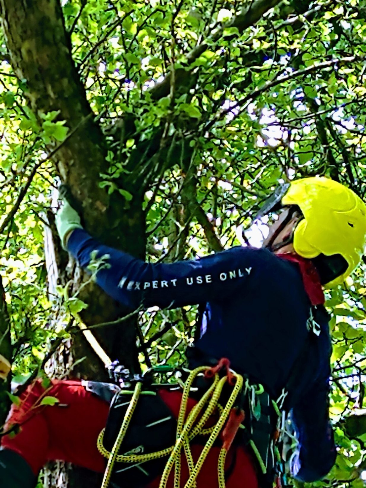 Marek of Hen Cloud Tree Care climbing a walnut tree