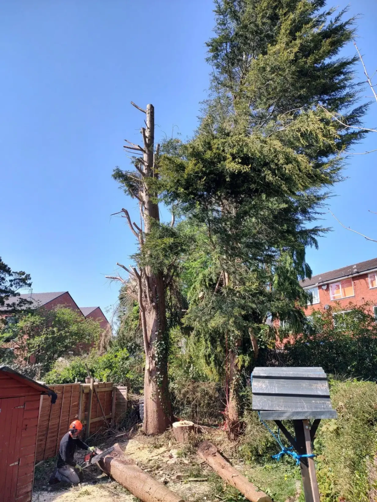 Removing overgrown cypress trees
