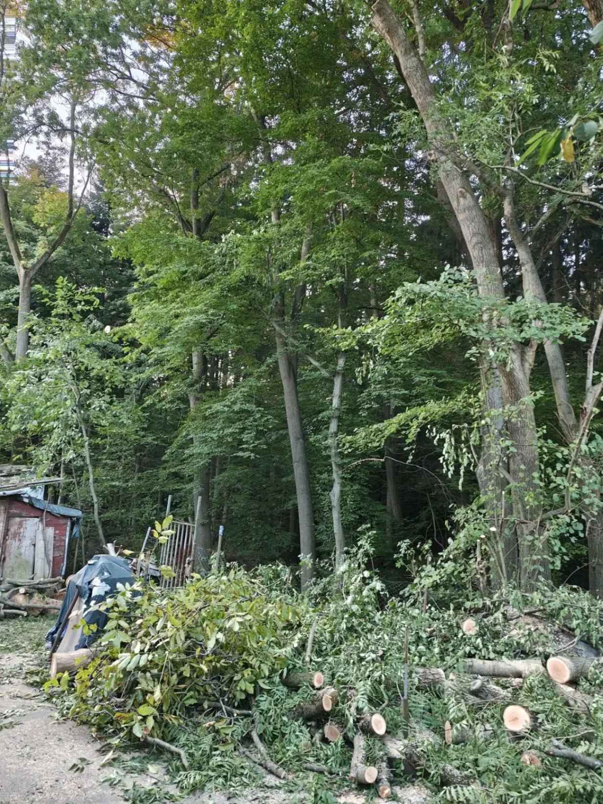 Over-reaching ash limbs removed at height