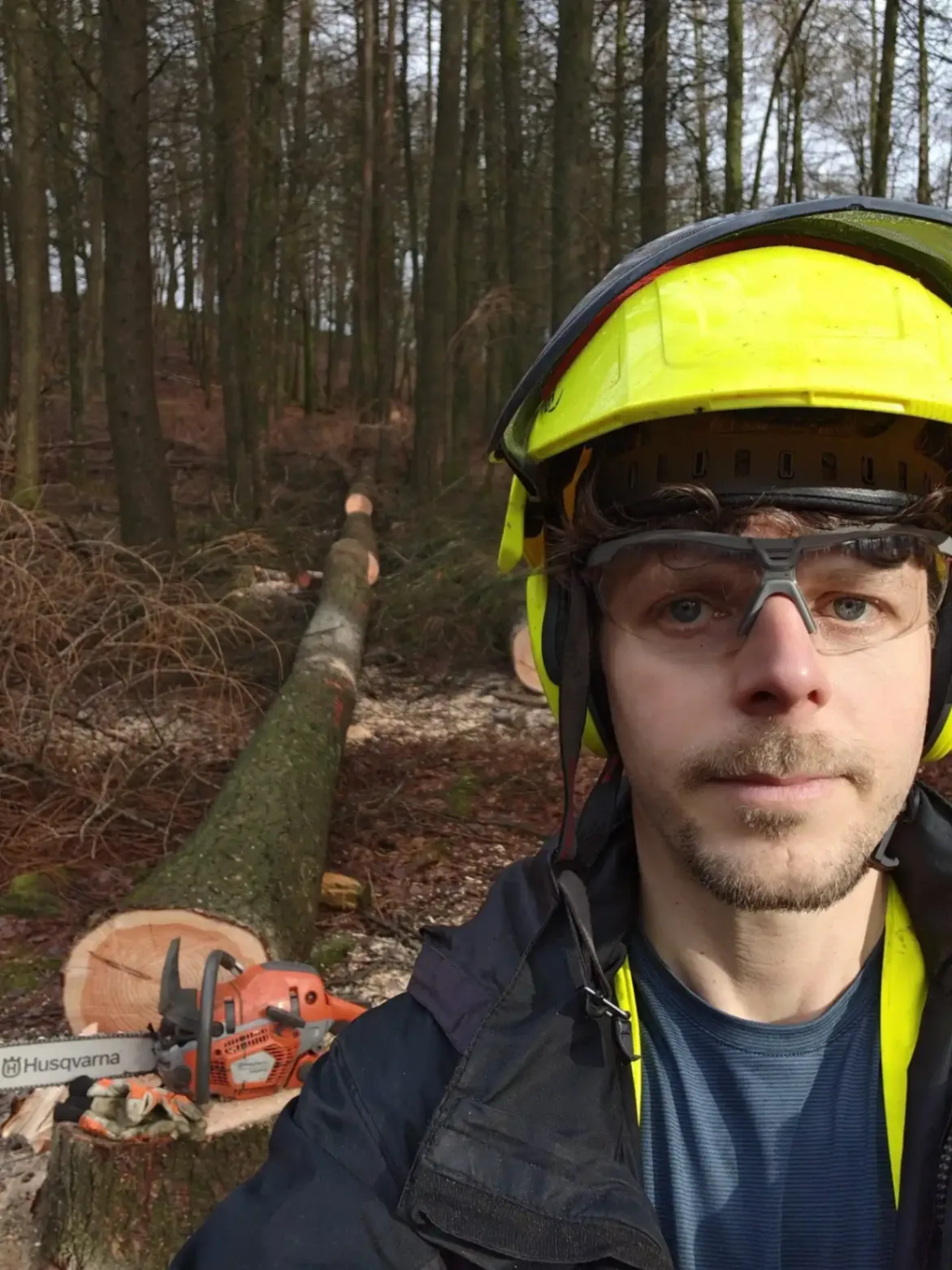 Diseased larch felling in Buxton