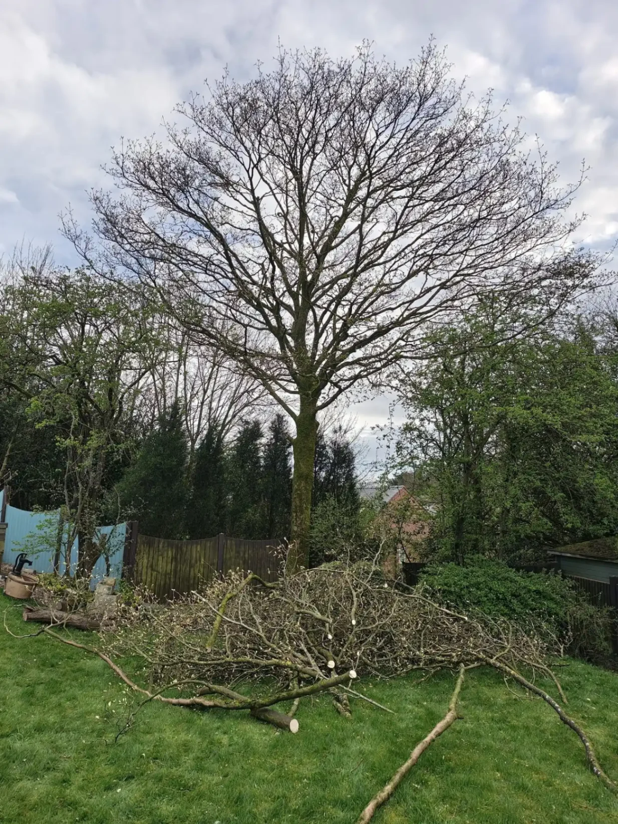 Tree pruning to reduce shade, remove dead branches