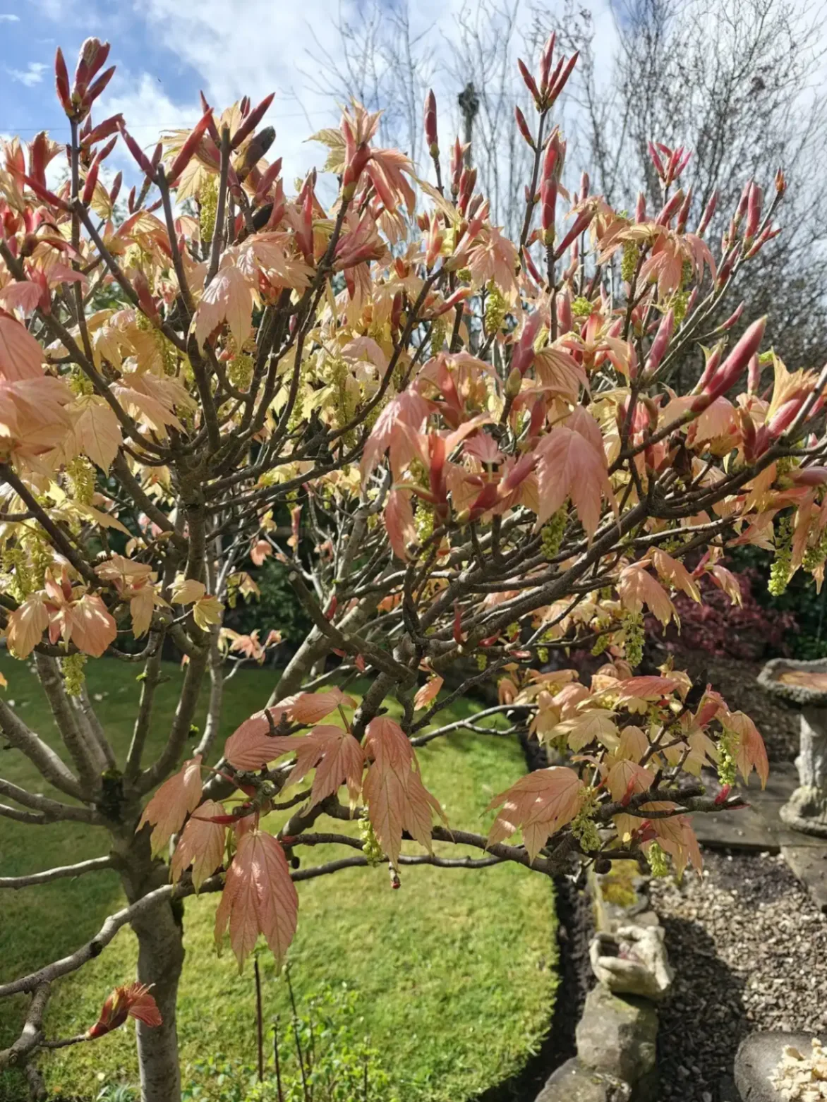 A young tree in the spring
