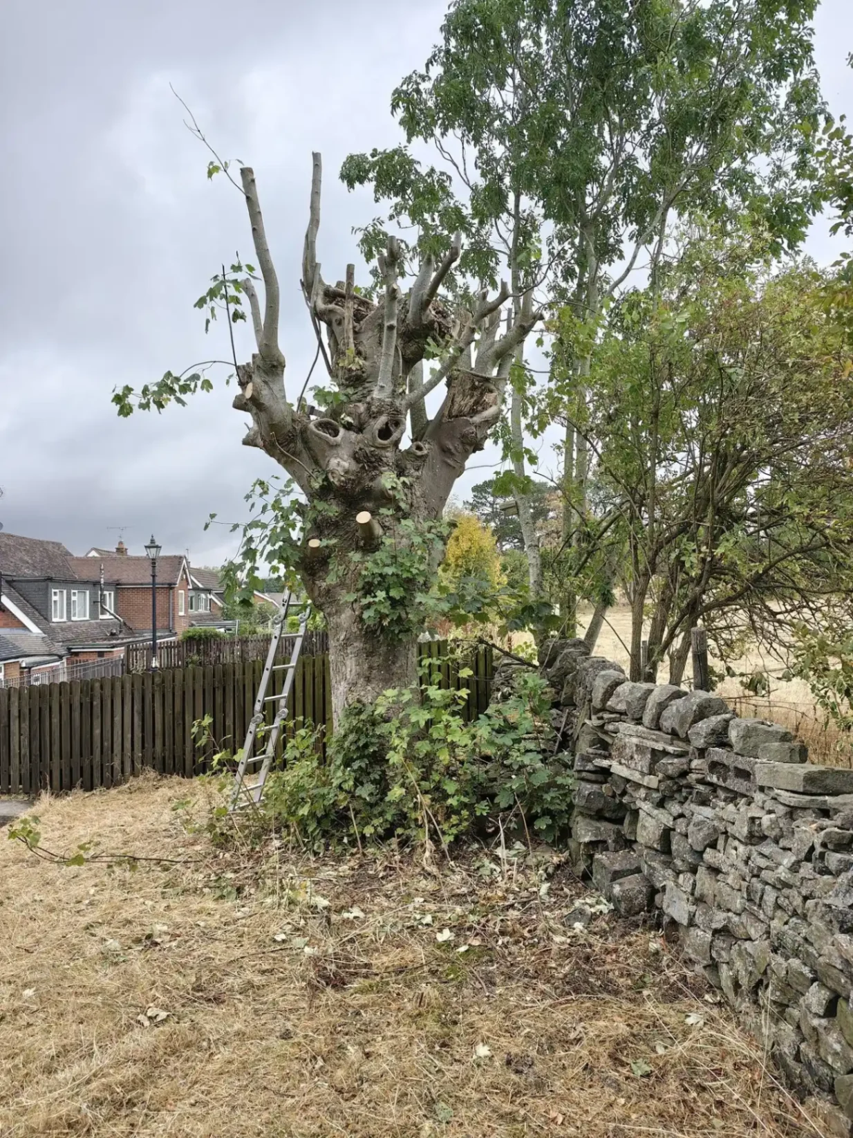 Taking apart a scarred sycamore in a difficult location