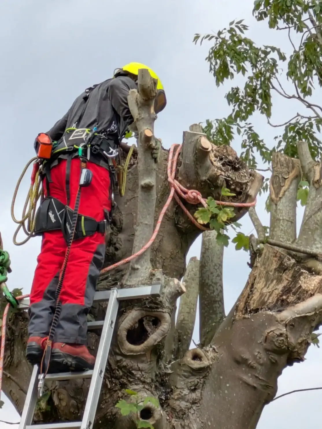 Marek of Hen Cloud Tree Care preparing to cut the centre section of a heavily scarred sycamore